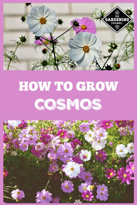 Cosmos are annuals with the appearance of a delicate wildflower. Cosmos can grow two to six feet tall. Smaller varieties of cosmos are a perfect addition to containers. #gardeningchannel #flowergardening #containergardening When To Plant Cosmos Seeds, Cosmos Planting Ideas, Growing Cosmos From Seed, Cosmos Varieties, Growing Cosmos, Cosmos Plant, Flower Pot Design, Container Gardening Flowers, Cosmos Flowers