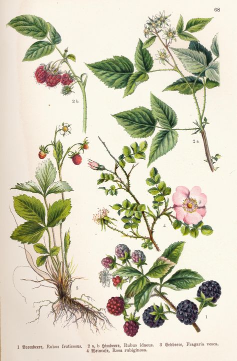 Botany Drawings, Retro Paintings, Scientific Drawing, Mountain Drawing, Wild Strawberry, Botanical Illustrations, Wild Strawberries, Watercolor Art Lessons, Scientific Illustration