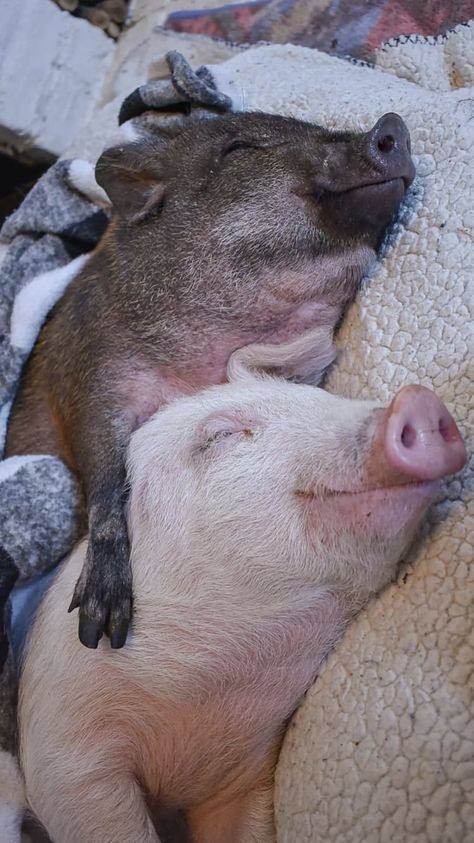 Funny Pig Pictures, Pigs Cute, Pet Pig, Baby Piglets, Pigs Eating, Baby Pig, Cute Piglets, Funny Pigs