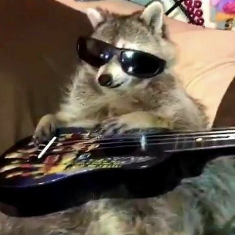 Raccoon Pfp, Dog Gravy, Allergy Recipes, Pet Rabbits, Behavior Problems, Guitar, Sunglasses