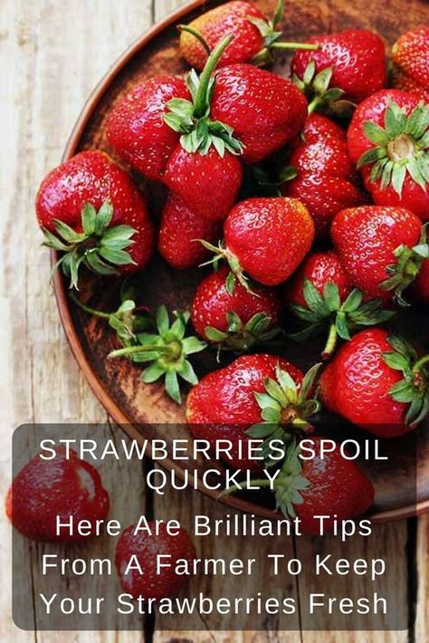 Store Strawberries, How To Store Strawberries, Fruit Hacks, Storing Fruit, Food Info, A Farmer, Food Facts, Strawberry Recipes, Betty Crocker