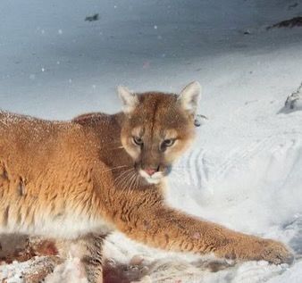 Mountain Lion serving and mothering is top pop culture moment of 2024 🪭 .// Follow @afroaira 🎀 #afroaira Terrestrial Animals, Cottagecore Animals, Mountain Lions, Good Bones, Mountain Goat, Mountain Lion, Tiger Art, Pretty Animals, Silly Animals