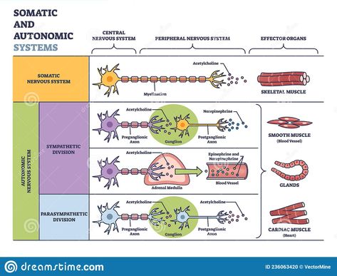 Nervous System Diagram, Sympathetic And Parasympathetic, Nerve Structure, Types Of Neurons, Nervous System Anatomy, Nerve Anatomy, Enteric Nervous System, Peripheral Nervous System, Pa School