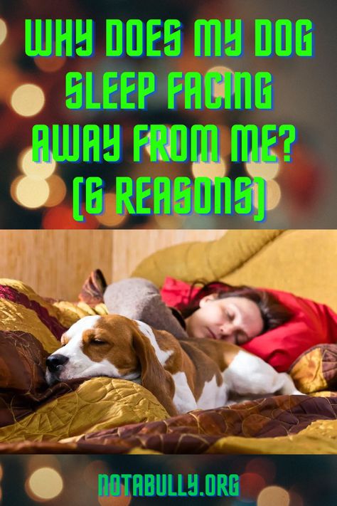 Wondering why your dog sleeps facing away from you? We've put together 6 reasons to explain this strange canine sleeping behavior. Dog Sleeping Positions, Aggressive Animals, Dog Sleep, Dog Cuddles, Dog Sleeping, Helpful Things, Dog Facts, Pet Care Tips, Sleeping Positions