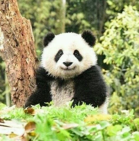 See Panda Panda Bebe, Baby Panda Bears, Panda Lindo, Panda Eyes, Panda Art, Panda Love, Haiwan Peliharaan, Giant Panda, Baby Panda