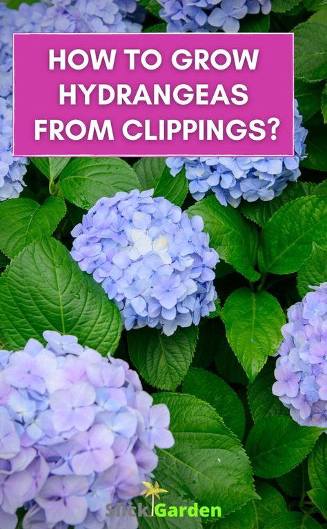 How To Start Hydrangeas From Cuttings, How To Start Hydrangeas From Clippings, Starting Hydrangeas From Cuttings, Propagate Hydrangea From Leaves, Propagate Hydrangea In Water, How To Split Hydrangeas, Growing Hydrangeas From Clippings, How To Root Hydrangeas Cuttings, Propagate Lilac Bush From Cuttings