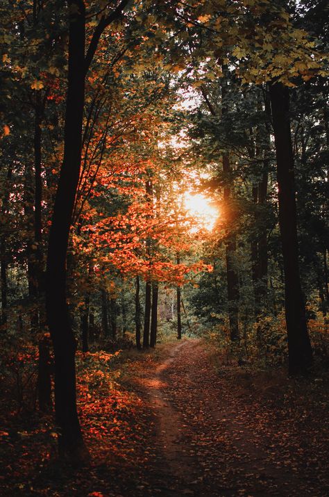 Wallpapers Flowers, Trees In The Forest, Autumn Woods, Forest Light, Nikon D5100, Fall Beauty, Dreamy Landscapes, Forest Photos, Autumn Magic