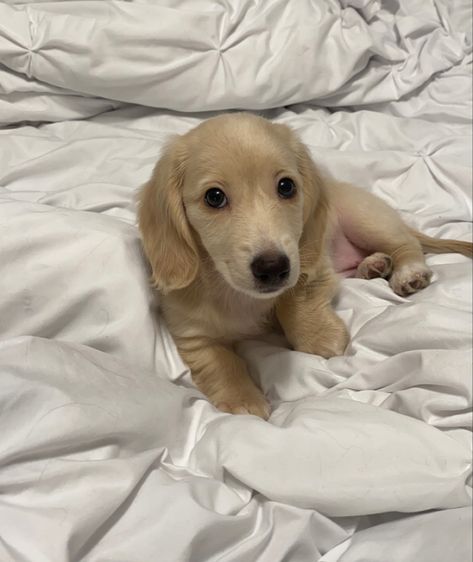 Mini long haired dachshund, dachshund puppy, english cream Long Haired English Cream Dachshund, Minature Dachshund Cream, Cream Dachshund Puppy, English Cream Dashound, English Cream Long Haired Dachshund, Long Haired Miniature English Cream Dachshund, Blonde Mini Dachshund Long Hair, Mini Long Haired English Cream Dachshund, Creme Mini Dachshund