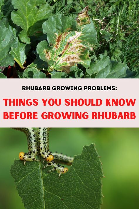 Rhubarb Growing Problems: There are certain problems that can be caused by pests, diseases, and climate. Rhubarb Plants How To Grow, Transplanting Rhubarb Plants, Rhubarb Water, Growing Rhubarb, Bug Infestation, Rhubarb Plants, Vegetable Planting, Garden Pest Control, Plant Problems