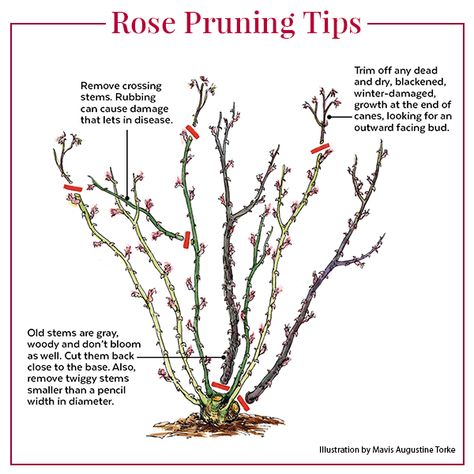 How to Prune Roses: Not sure how to prune your roses? Follow these simple tips to ensure the best blooms and healthiest plants. How To Grow Rose Bushes, Climbing Rose Pruning, How To Plant A Rose Bush, When To Prune Rose Bushes, How To Prune A Rose Bush, Rose Bush Pruning, How To Prune Knockout Roses, Pruning Roses For Winter, How To Prune Roses In Summer