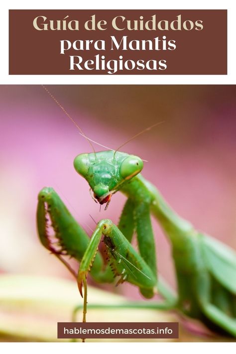 Estas criaturas fascinantes han capturado el interés de muchos amantes de las mascotas exóticas. En este artículo, exploraremos los cuidados esenciales para la Mantis Religiosa, desde el hábitat adecuado hasta la alimentación y el manejo adecuados. Además, aprenderás sobre las características únicas de las mantis religiosas y cómo interactuar de manera segura con ellas. Prepárate para sumergirte en el fascinante mundo de las mantis religiosas como mascotas y brindarles el cuidado que merecen. Mantis Religiosa, Art