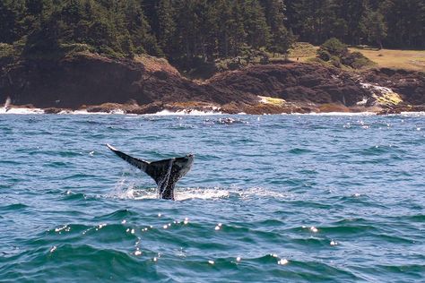 14 Fun Things to Do in Lincoln City, Oregon - Territory Supply Lincoln Oregon, Oregon Coast Roadtrip, Oregon Coast Vacation, Lincoln City Oregon, Depoe Bay, Coastal Beaches, Golf Resort, Whale Watching, Pacific Coast