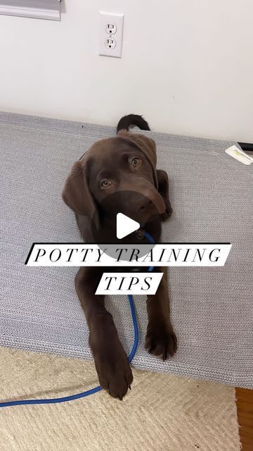 Lexi | K9 Summit Training on Instagram How To Potty Train A Puppy, Puppy Potty Training, Training A Puppy, Potty Training Puppy, Yes But, Potty Training, The Act, A Puppy, Puppy Training