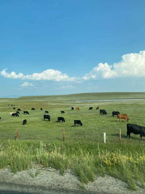 Black Cows In Field, Field Of Cows Aesthetic, Cows In Meadow, Cow Field Painting, Cows On Field, Farm With Cows, Cows In Pasture Painting, Cows In Field Painting, Cow Field Aesthetic