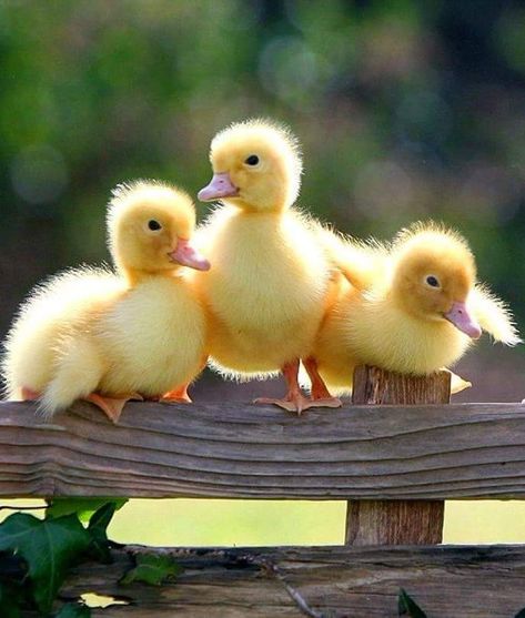 Three Ducks, Duck Pictures, Duck Photo, Pet Ducks, Cute Ducklings, Matka Natura, Baby Ducks, Airbrush Art, Cute Animal Pictures