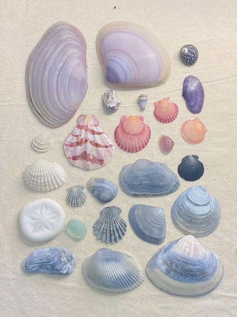 Seashells Aesthetic, Ocean Purple, No Ordinary Girl, Shells Beach, Pretty Nature, Nature Ocean, Mermaid Aesthetic, Ocean Vibes, Aesthetic Colors