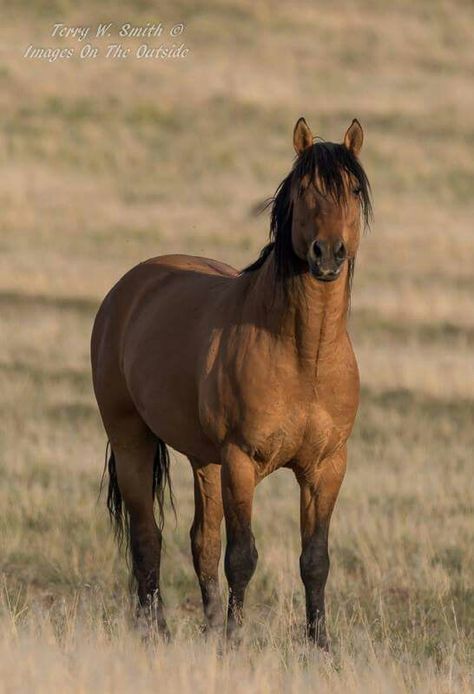 Kiger mustang stallion, by Terry W. Smith © Images On The Outside Kiger Mustang, Grulla Horse, Wild Horse Pictures, Horses Photography, Wild Horses Photography, Mustang Horse, Horse Aesthetic, Majestic Horse, Horse Crazy