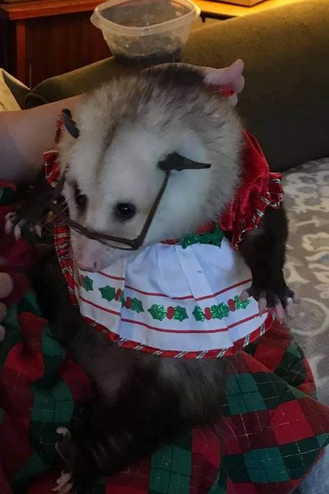 Possum Inspired Outfit, Clown Opossum, Christmas Possum, Opossum Christmas, Cowboy Possum, Awesome Possum, Arte Grunge, Cute Small Animals, Cute Rats