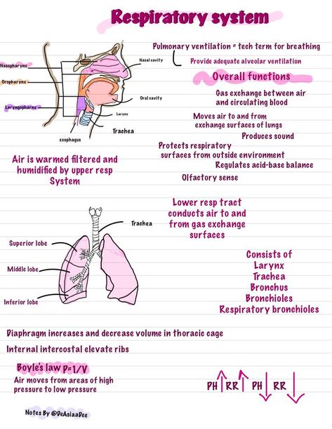 Respiratory System Anatomy & Physiology #NursingSchool #Anatomy #A&P #Nursing #GoodNotes #Ipadnotes #NursingStudents #RespiratorySystem #NursingStudent Respiratory Gas Exchange, Respiratory System Physiology, Respiratory System Anatomy Notes, Gas Exchange Respiratory System, Respiratory System Notes, Respiratory Therapy Notes, Respiratory Therapist Student, Physiology Notes, Respiratory System Anatomy