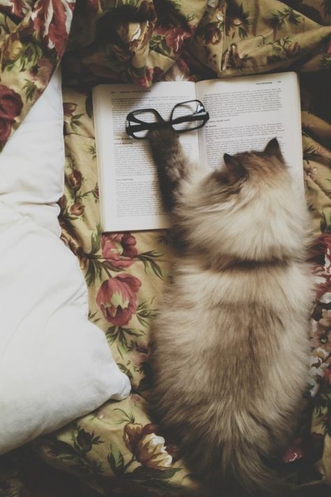 Tirando um tempo de descanso! #estuda #pet #gato #concurseiro Cat Reading A Book, An Open Book, Cat Reading, Weezer, Cat Books, Reading A Book, Appaloosa, Ragdoll Cat, Quarter Horse