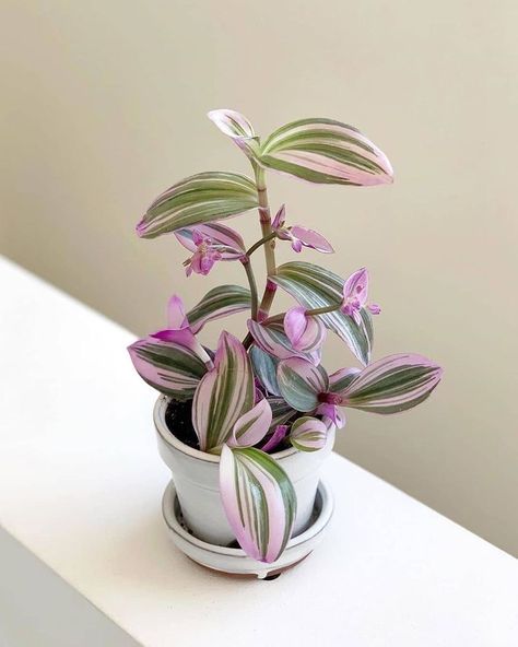 Wandering Jew Plant, Tanaman Indoor, Tanaman Pot, Porch Plants, Live Indoor Plants, Plant Goals, Kitchen Plants, نباتات منزلية, Decoration Plante