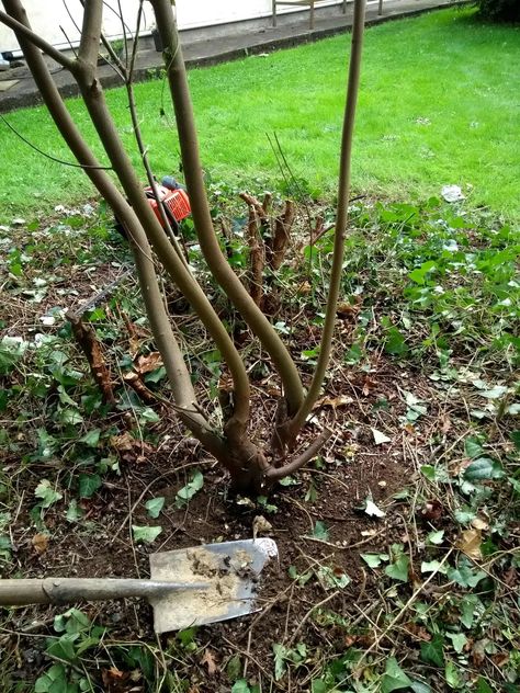 How to Remove a Tree Stump Easily (Without Chemicals) - Dengarden How To Remove A Tree Stump, How To Remove Tree Stumps Fast, How To Get Rid Of Tree Stumps Fast, Stump Removal Diy, Tree Stump Removal Diy, How To Kill A Tree Stump Fast, Stump Out, Removing Tree Stumps, Big Bush