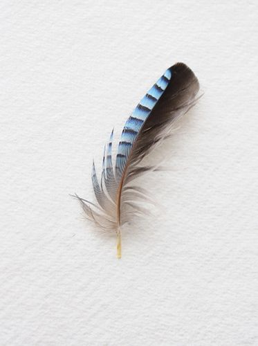 Blue Jay Feather, Jay Feather, Watercolor Feather, Feather Wings, Feather Painting, Feather Art, Feather Tattoos, Blue Feather, Blue Jay