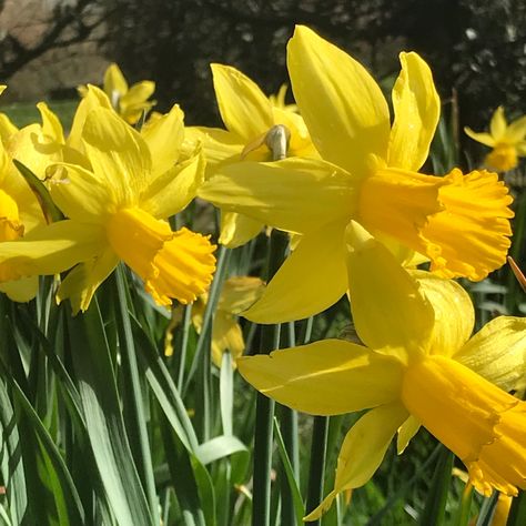 Yellow daffodils Yellow Daffodils Aesthetic, Daffodil Aesthetic, Daffodils Aesthetic, Yellow Flowers Aesthetic, Yellow Daffodils, Aesthetic Spring, Daffodil Flower, Flowers Aesthetic, Elements Of Nature