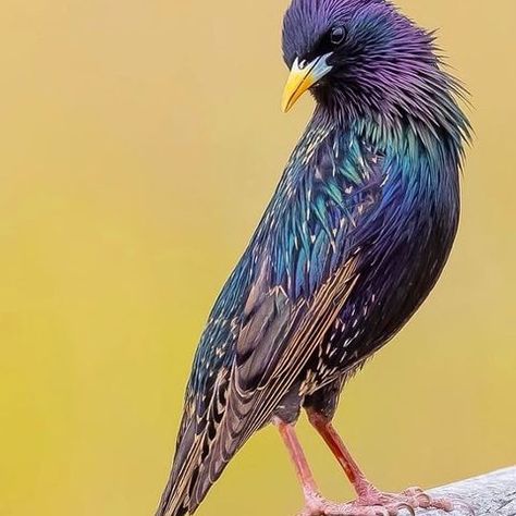 dailybirdshow on Instagram: GOULDIAN FINCHES🦚 Video: unknown DM for credit Chosen by @joearrieta ~… Starling Bird, European Starling, Common Starling, Photographers Gallery, Finches, Bath And Body Care, Starling, British Isles, The Common