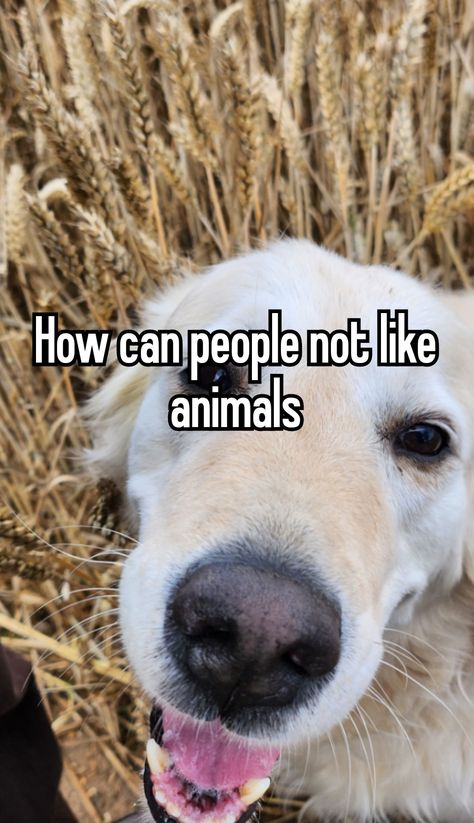 Whispering Angel, Whisper App, Epic Photos, Relatable Whispers, Hollywood Actors, Careless Whisper, Like Animals, Funny Animal Memes, Golden Retrievers