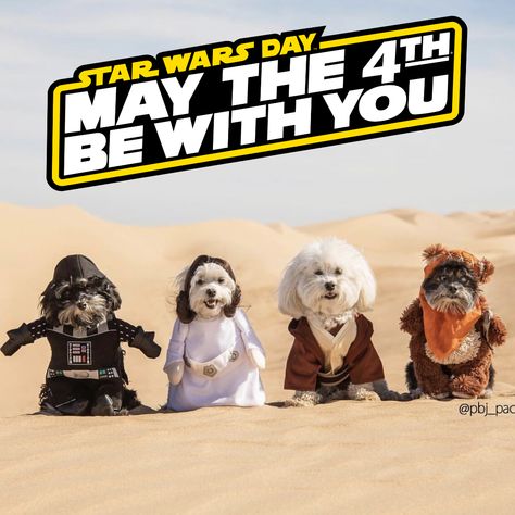 Happy Star Wars Day! Happy Star Wars Day, May The Fourth, May The Fourth Be With You, May The 4th, May The 4th Be With You, Star Wars Day, Dog Party, Happy Animals, Star Wars Humor