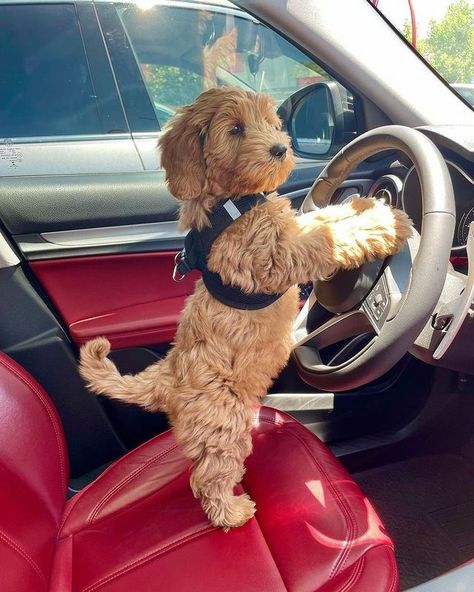 Toy Maltipoo, Maltipoo Puppies, Cute Small Dogs, Dog Mommy, Cute Dogs Images, Very Cute Puppies, Cockapoo Puppies, Maltipoo Puppy, Cavapoo Puppies