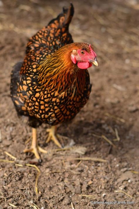 Gold Laced Wyandotte hen Golden Wyandotte Chickens, Wyandotte Chicken Eggs, Gold Laced Wyandotte, Chicken Breeds Chart, Chicken Breeds For Eggs, Wyandotte Hen, Wyandotte Chickens, Rare Chicken Breeds, Laced Wyandotte