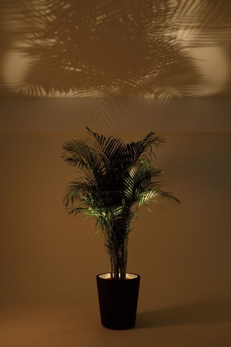 Indoor Plant With Lights, Artificial Plants With Lights, Indoor Garden Lighting, Plant Spotlight Indoor, Planter Lights Flower Pots, Plants Lighting Indoor, Plant And Lamp In Corner, Plant Lighting Indoor, Plant Uplighting