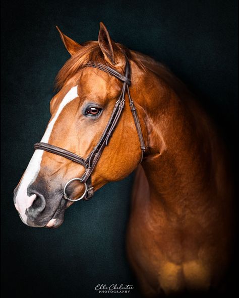 Warren // Fine Art Equine Photo Session in Newberg, Oregon // Ella Chedester Photography // Oregon Equine & Pet Photographer Animal Portrait Photography, Animal Portraits Photography, Horse Art Photography, Horse Portrait Photography, Pet Portraits Photography, Newberg Oregon, Equine Portraits, Horse Photo, Horse Inspiration