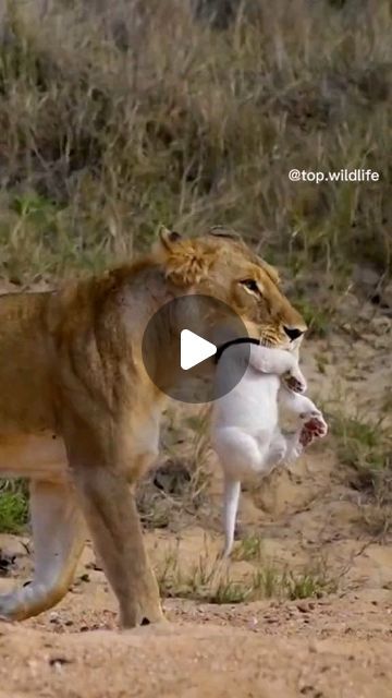 92K views · 12K likes | 𝐀𝐧𝐢𝐦𝐚𝐥 🦊 on Instagram: "OMG!! a Rare White Lion 😍 ITS SO CUTE!!" Rare Albino Animals, Lioness And Cubs, Wild Animals Videos, Africa Adventure, Lion Love, Albino Animals, White Lion, Cute Lion, Unusual Animals