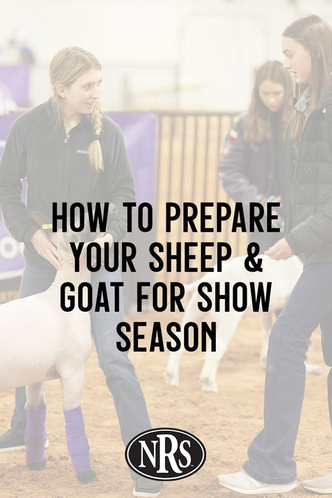 Tips to prepare your sheep or goat for livestock show season! Show Lambs Supplies, Lamb Showing Tips, 4-h Goat Project, Show Sheep Tips, Livestock Judging Tips, Show Lambs Tips, Show Goats Tips, Lamb Showing, Ffa Projects