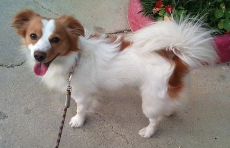 A white with brown Kokoni dog is standing on a sidewalk next to a pink potted plant with flowers in it. Its mouth is open and tongue is out Kokoni Dog, Dog Haircuts, Havanese Dogs, Purebred Dogs, Companion Dog, Human Interaction, Happy Things, Watch Dogs, Diy Dog