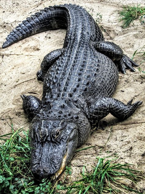 Crocodile Animal, Regnul Animal, American Alligator, Endangered Animals, Komodo, Crocodiles, University Of Florida, Reptiles And Amphibians, Endangered Species