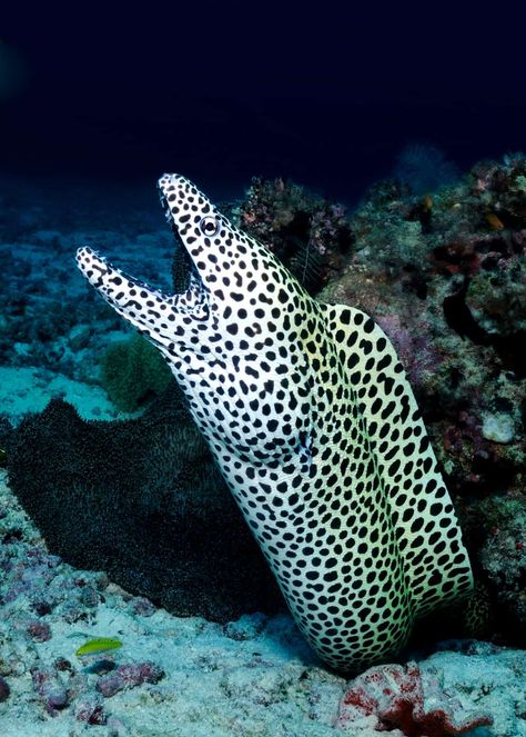 34 Moray Eel Facts: Double-Jawed Beauties of the Deep  #animals #underwater #morayeel Moray Eel Photography, Eel Photography, Animals Underwater, Swimming Photography, Animals Tattoo, Moray Eel, Salt Water Fish, Deep Sea Creatures, Underwater Animals