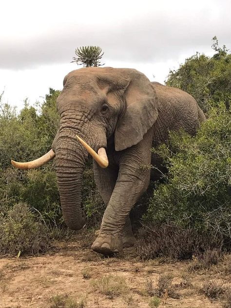 Africa Wildlife Photography, Africa Safari Photography, African Animals Photography, African Wildlife Photography, Elephant Photo, Elephant Backpack, African Bush Elephant, Elephant Photography, Safari Art