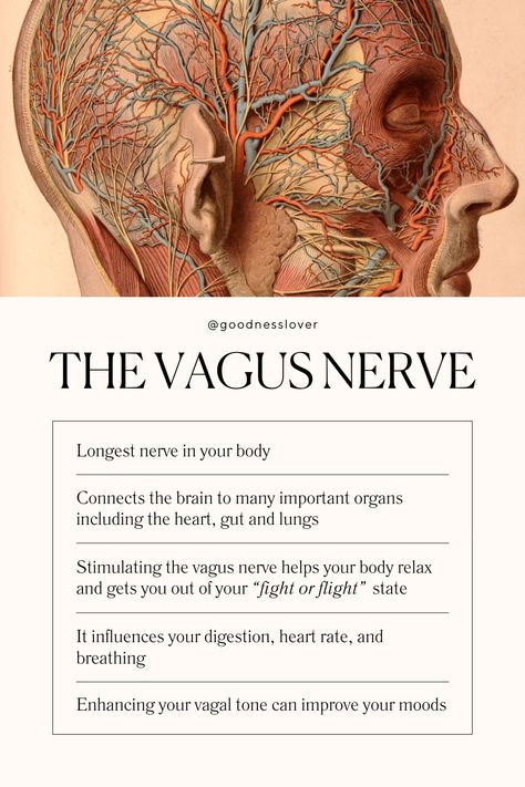 Thoughts Emotions Actions, Vagus Nerve Ice Therapy, The Nervous System Diagram, Ways To Stimulate Vagus Nerve, Resetting Your Vagus Nerve, What Is The Vagus Nerve, Vagus Nerve Activation, Dorsal Vagus Nerve, Food For Nervous System