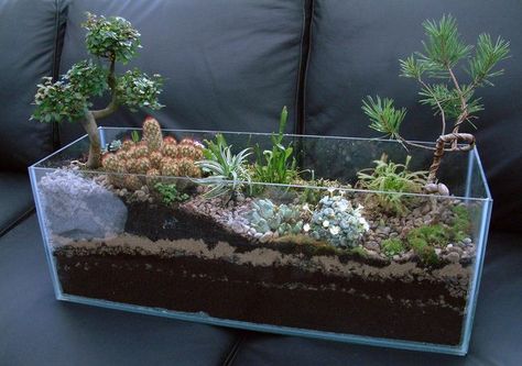 For the failed hobby aquarist — transform your aquarium tank into a dry… Fish Tank Garden, Kaktus Dan Sukulen, Aquarium Garden, Cactus Terrarium, Diy Succulent Terrarium, Fish Tank Terrarium, Diy Aquarium, Aquarium Tank, Terrarium Diy