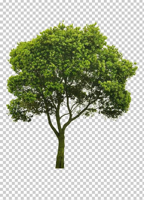 Branch Christmas Tree, Red Rose Png, Tree Arborist, Photography Png, Wallpaper Display, Plant Png, Landscape Design Drawings, Sycamore Tree, Forest Plants