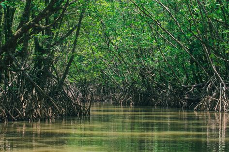 Mangrove Forest Photography, Mangrove Trees, Wood Leaf, Mangrove Forest, Book Trailer, Photo Tree, Fantasy Rpg, Premium Photo, Madagascar