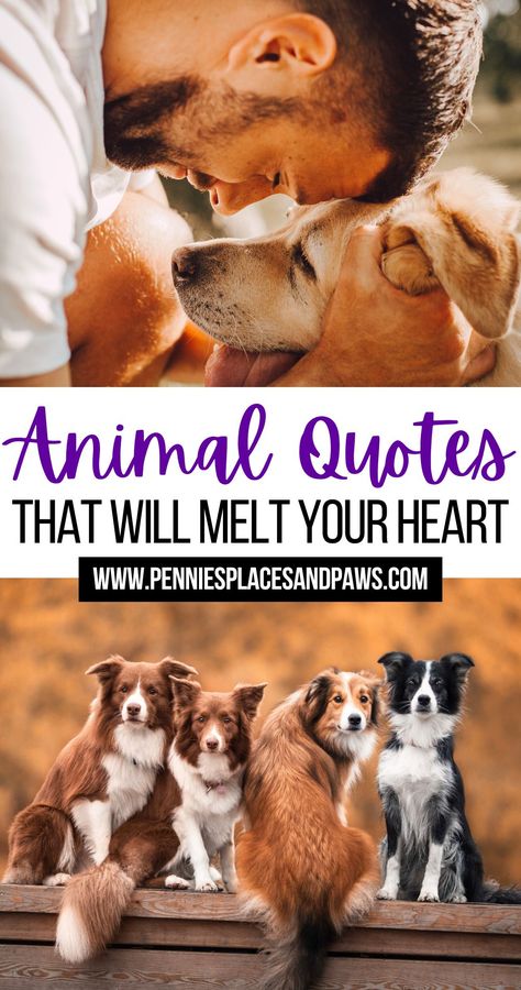 Animal Quotes That Will Melt Your Heart Animals Better Than Humans Quotes, Animal Therapy Quotes, Advice From A Dog, Sick Pet Quotes Dogs, Farm Animal Quotes Inspirational, Pet Quotes Inspirational, Dog Lover Quotes Feelings, Soul Dog Quotes, Spoiled Dog Quotes