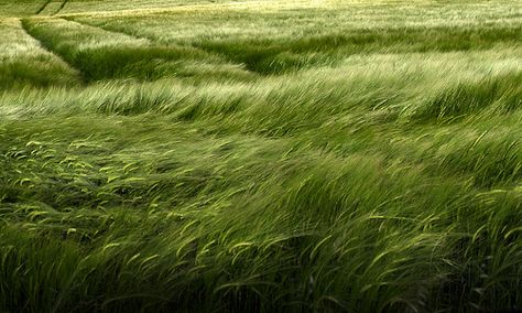 Grassy Hill, Grassy Field, Wheat Field, Grass Field, Wheat Fields, Windy Day, Green Grass, Green Aesthetic, Landscape Architecture