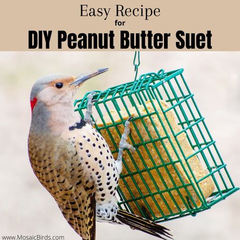 Bark Butter For Birds Recipe, Diy Suet, Diy Peanut Butter, Suet Recipe, Birdseed Ornaments, Backyard Birds Watching, Flying Animals, Bird Nesting Box, Backyard Birds Sanctuary