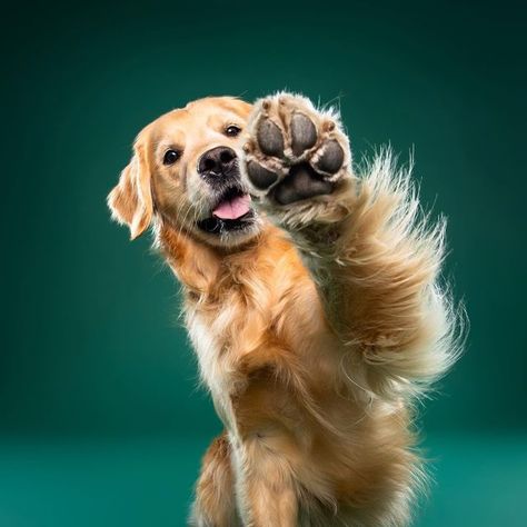 Creative Dog Portraits, Dog Paw Photography, Dog Studio Photoshoot, Dog Photoshoot Studio, Dog Studio Photography, Dogs Photoshoot, Golden Retriever Photography, Dog Photography Studio, Pet Photography Poses