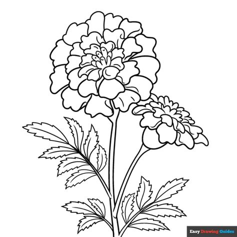 Free Marigold Flower Coloring Page for Kids Marigold Line Art, Marigold Flower Drawing, Marigold Drawing, Shawl Embroidery, Flower Coloring Sheets, Simple Flower Drawing, Easy Drawing Guides, Drawing Guides, Flower Drawing Tutorials